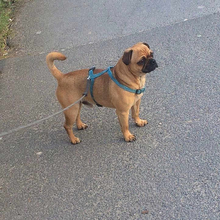 Markus a rejoint le concours — aidez-le/la à gagner de superbes lots ! canidae, carnivore, companion_dog, dog, dog_breed, dog_walking, fawn, mammal, pug, puggle, shar_pei, snout, vertebrate