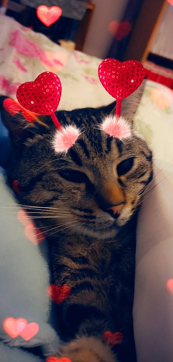 Chalagan a rejoint le concours — aidez-le/la à gagner de superbes lots ! carmine, carnivore, cat, domestic_short_haired_cat, ear, fawn, felidae, fur, head, mammal, nose, paw, photo_caption, plant, small_to_medium_sized_cats, snout, tail, vertebrate, whiskers, wildlife