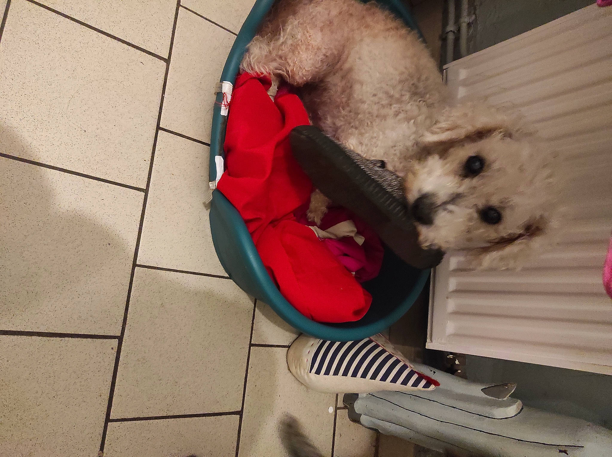 Bounty participe au concours pour gagner de l'argent avec cette photo : carmine, carnivore, companion_dog, dog, dog_breed, dog_clothes, dog_supply, fawn, felidae, flooring, luggage_and_bags, pet_supply, road_surface, shoe, snout, sporting_group, stuffed_toy, tail, toy, toy_dog