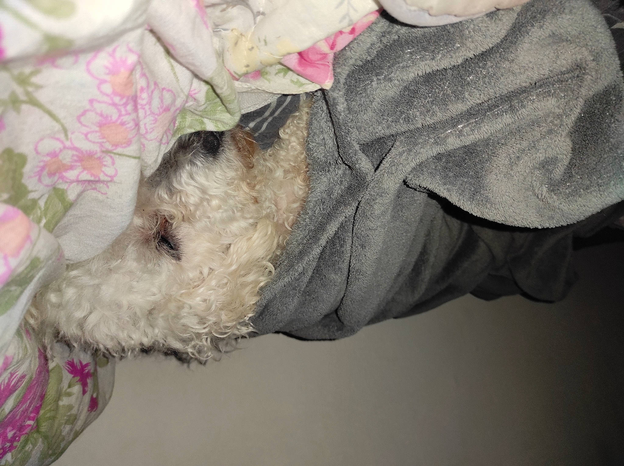 Bounty a rejoint le concours — aidez-le/la à gagner de superbes lots ! canidae, carnivore, comfort, companion_dog, dog, dog_breed, dog_clothes, dog_supply, fur, linens, plush, sleeve, small_terrier, sporting_group, stuffed_toy, terrier, toy, toy_dog, wire_hair_fox_terrier, wool