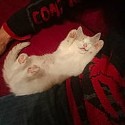 Ploplo participe au concours pour gagner de l'argent avec cette photo : cat, white_cat, sleeping, paws_up, cozy, blanket, red_blanket, black_blanket, fur, pet, cute, animal, domestic_cat, relaxed, resting, indoor, feline, paw_pads, soft, lying_down