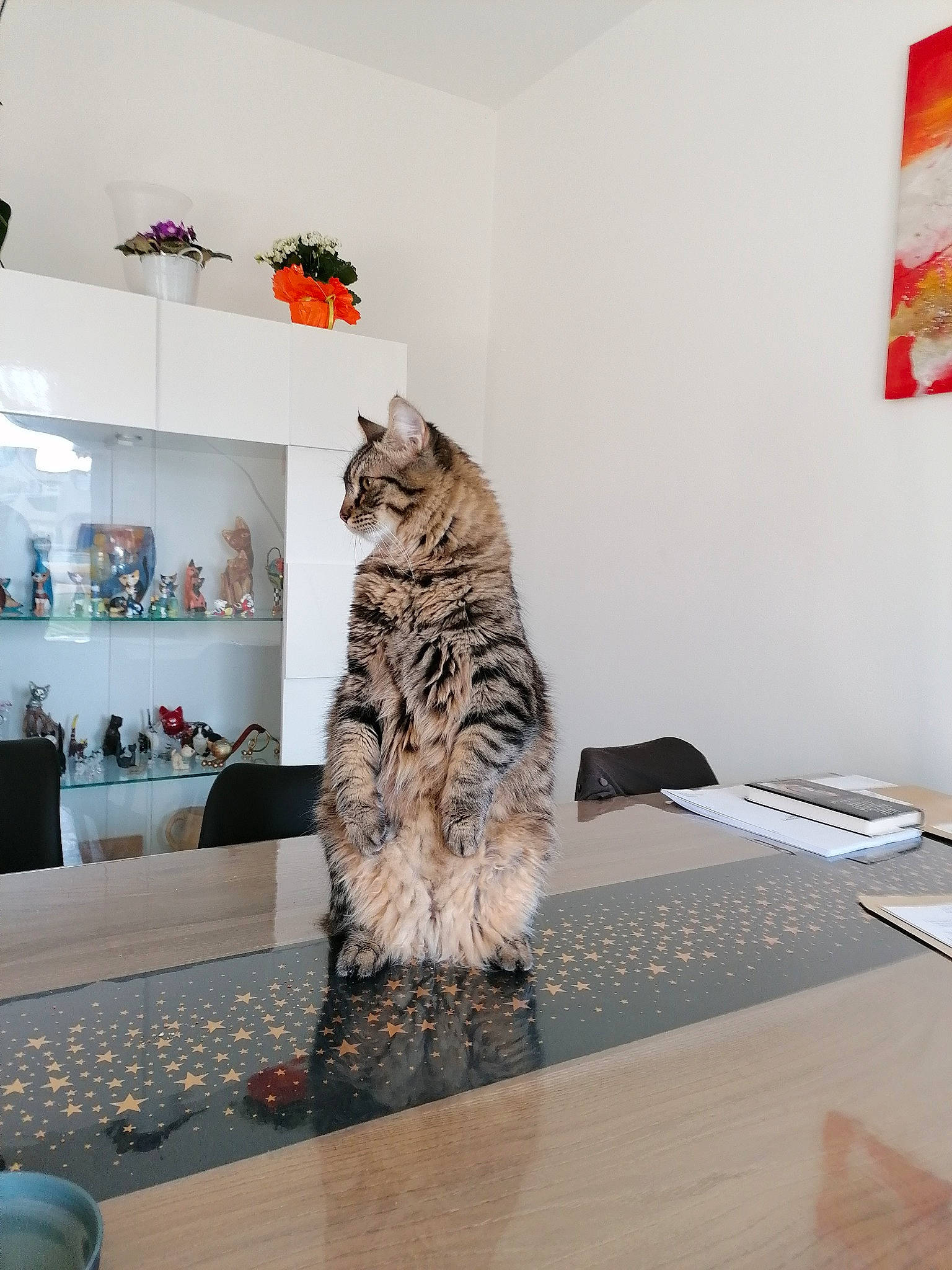 Socrate participe au concours pour gagner de l'argent avec cette photo : art, carnivore, carpet, cat, domestic_short_haired_cat, felidae, floor, flooring, fur, grey, hardwood, interior_design, laminate_flooring, plant, room, shelf, small_to_medium_sized_cats, tail, whiskers, wood