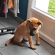 Maya participe au concours pour gagner de l'argent avec cette photo : animal, brown_dog, clothing, curious, cute, dog, domestic, door, floor, glass_door, home, indoor, pet, puppy, shy, sitting, tile_floor, window, young_animal, young_dog
