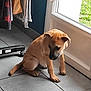 animal, brown_dog, clothing, curious, cute, dog, domestic, door, floor, glass_door, home, indoor, pet, puppy, shy, sitting, tile_floor, window, young_animal, young_dog