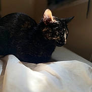 Pudding joined the competition — help win amazing prizes! animal, bed, blanket, cat, closeup, cozy, cute, ear, feline, fur, indoor, nap, peaceful, pet, resting, shadow, sleeping, soft_light, tortoiseshell, whiskers