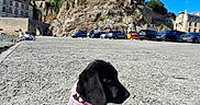 Brooklyn a rejoint le concours — aidez-le/la à gagner de superbes lots ! puppy, dog, black_dog, pink_harness, leash, stone_surface, castle, historic_building, rocky_hill, blue_sky, shadow, parked_cars, people, outdoor, daytime, sunny, architecture, travel, tourism, scenic
