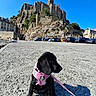 puppy, dog, black_dog, pink_harness, leash, stone_surface, castle, historic_building, rocky_hill, blue_sky, shadow, parked_cars, people, outdoor, daytime, sunny, architecture, travel, tourism, scenic