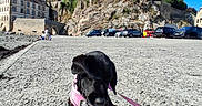 Brooklyn a rejoint le concours — aidez-le/la à gagner de superbes lots ! black_dog, blue_sky, cars, castle, concrete, cute, daytime, dog, historic_building, landscape, leash, outdoor, people, pet, pink_harness, puppy, rocky_hill, shadow, sunny, tourist_spot