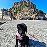 Brooklyn a rejoint le concours — aidez-le/la à gagner de superbes lots ! puppy, dog, black_dog, pink_harness, leash, castle, rocky_hill, blue_sky, outdoor, sunny, shadow, people, cars, concrete, historic_building, landscape, tourist_spot, daytime, cute, pet