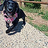 Brooklyn participe au concours pour gagner de l'argent avec cette photo : dog, black_dog, pink_harness, outdoor, sunny, sidewalk, wooden_fence, greenery, lake, happy, playful, pet, canine, nature, walking, animal, daylight, smiling, closeup, leash