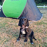 Brooklyn participe au concours pour gagner de l'argent avec cette photo : puppy, dog, grass, tent, outdoor, pet, black_dog, collar, nature, camping, young_dog, sitting, curious, playful, animal, green_tent, summer, field, happy, daytime