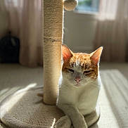 Noa participe au concours pour gagner de l'argent avec cette photo : cat, orange_and_white, scratching_post, sunlight, indoor, relaxed, paws_crossed, floor, window, curtains, pet, feline, domestic_animal, shadow, soft_light, cozy, resting, whiskers, ears, fur