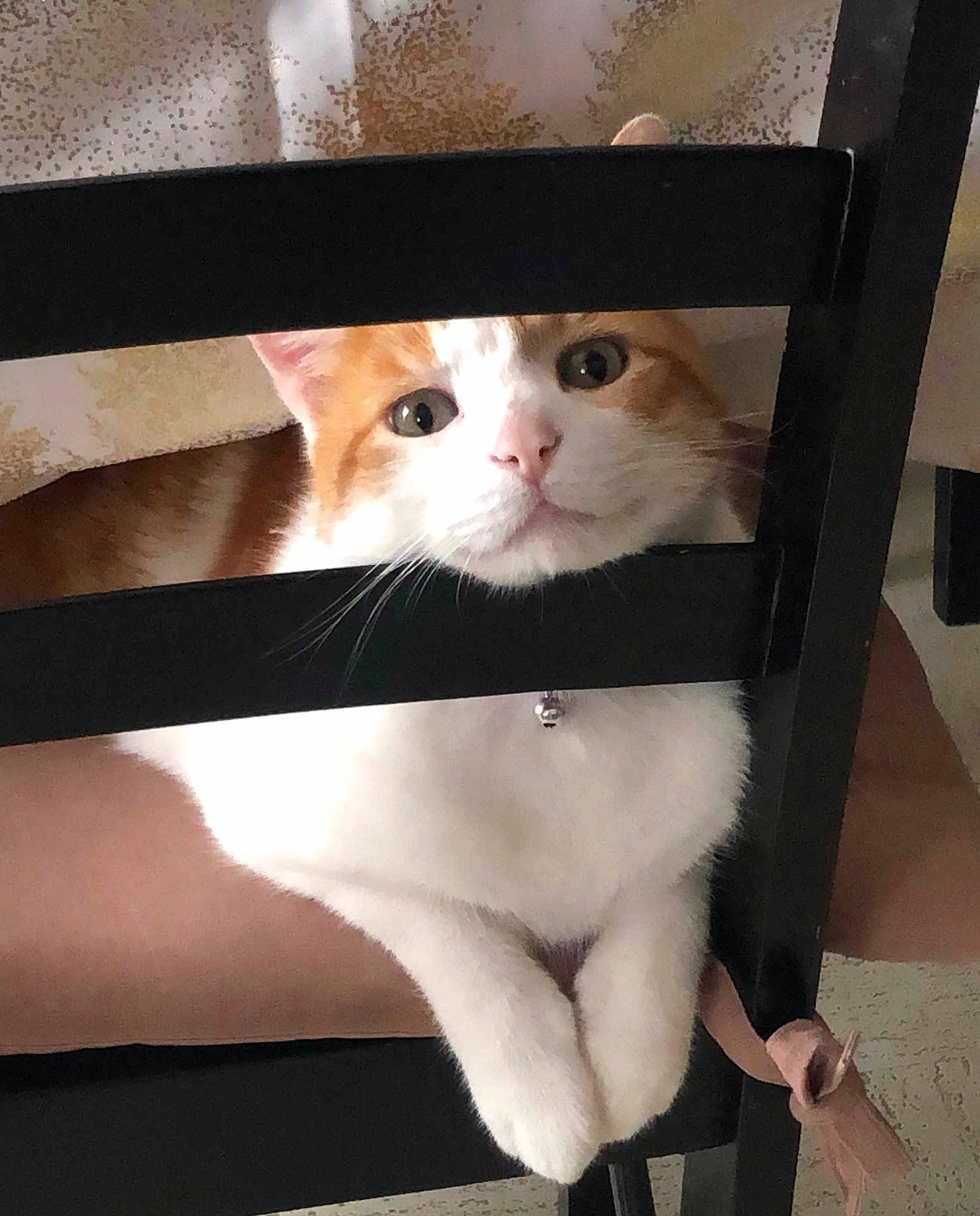 Noa a rejoint le concours — aidez-le/la à gagner de superbes lots ! cat, orange_and_white, chair, paws, resting, curious, indoor, feline, pet, animal, close_up, cute, whiskers, relaxed, domestic, fur, looking, head, collar, bell