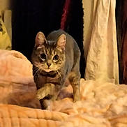 Bella joined the competition — help win amazing prizes! cat, tabby, indoor, blanket, curious, pet, feline, animal, cozy, soft, texture, bedroom, fabric, striped, whiskers, ears, paws, walking, warm_lighting, closeup