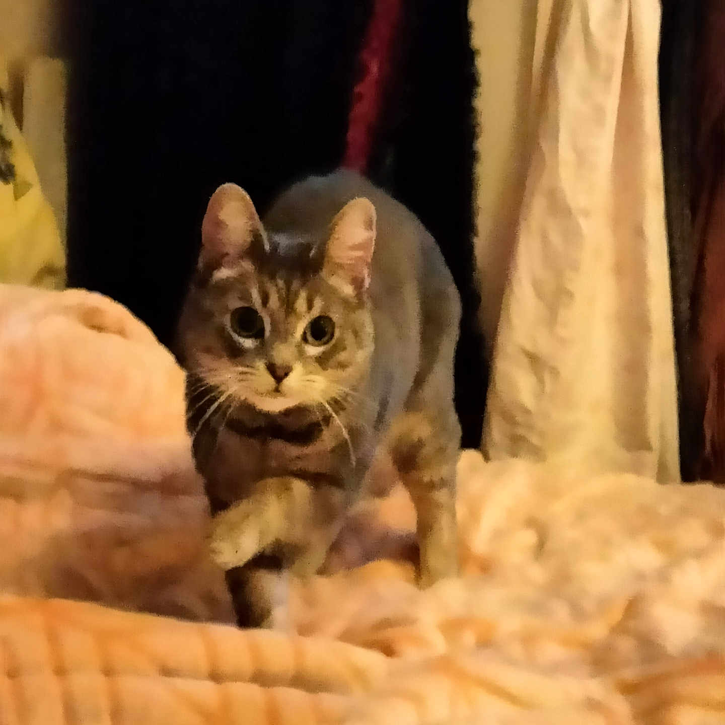 Bella joined the competition — help win amazing prizes! cat, tabby, indoor, blanket, curious, pet, feline, animal, cozy, soft, texture, bedroom, fabric, striped, whiskers, ears, paws, walking, warm_lighting, closeup