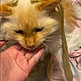 cat, hand, fur, pet, animal, closeup, fluffy, face, whiskers, ears, bed, blanket, feline, domestic_animal, cute, indoor, resting, soft, long_hair, human_hand