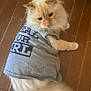 Norman is registered to the contest to win money with this photo: cat, fluffy, cream_colored, gray_shirt, text_on_shirt, wooden_floor, pet, animal, indoor, relaxed, fur, tail, paw, cute, domestic_cat, laying_down, apparel, clothing, portrait, feline