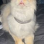 Norman joined the competition — help win amazing prizes! cat, fluffy, chain_collar, pet, animal, whiskers, indoor, feline, orange_eyes, fur, closeup, looking_up, paws, bedspread, domestic_cat, collar, cute, alert, pet_accessory, resting