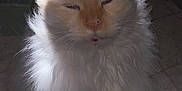 Norman joined the competition — help win amazing prizes! cat, fluffy, long_hair, orange_and_white, pet, indoor, animal, feline, cute, whiskers, ears, face, fur, close_up, portrait, soft_light, domestic_cat, sitting, floor, shadow