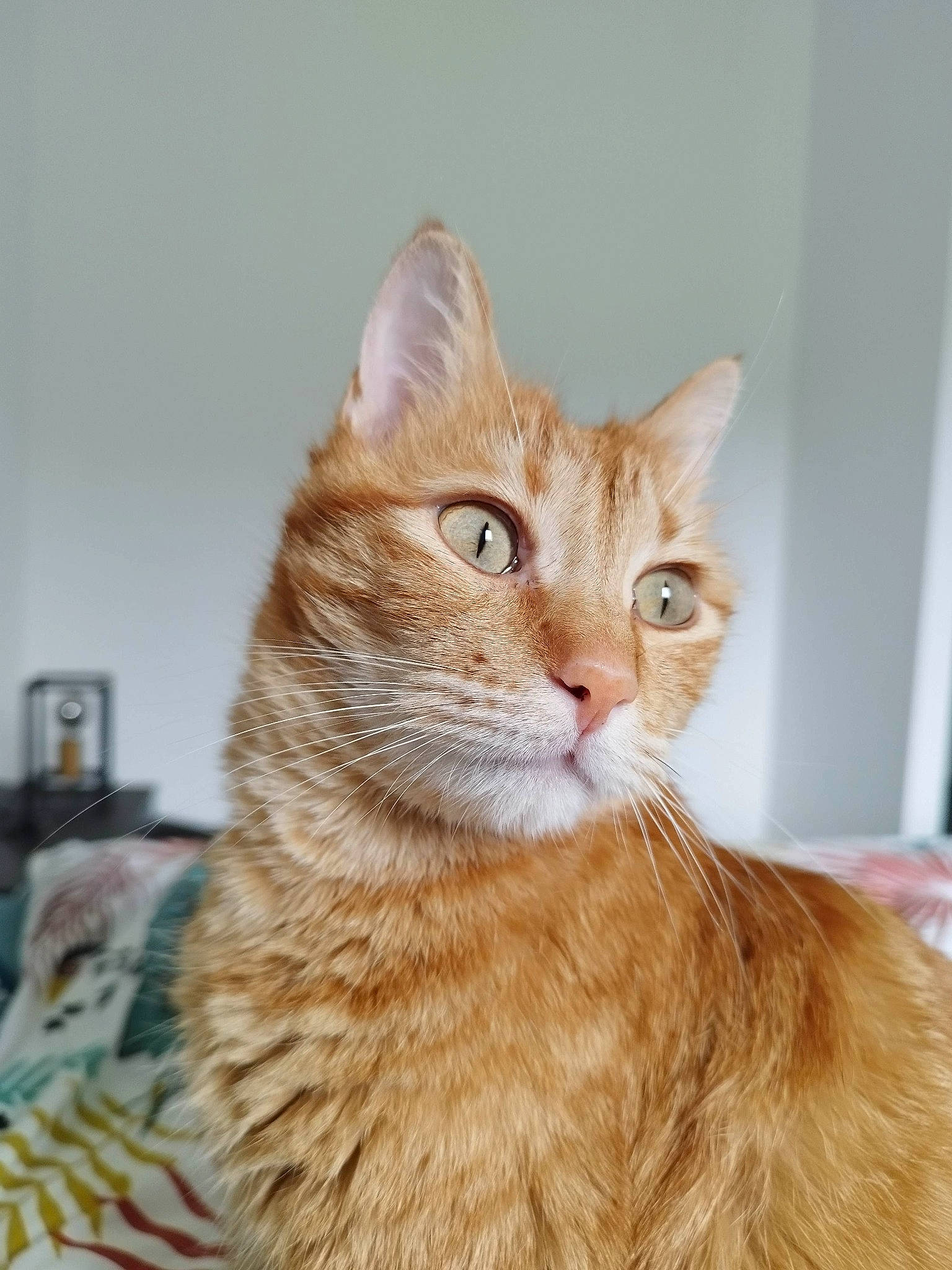 Charlie participe au concours pour gagner de l'argent avec cette photo : carnivore, cat, domestic_short_haired_cat, ear, eye, fawn, felidae, fur, hair, head, peach, small_to_medium_sized_cats, snout, tail, terrestrial_animal, whiskers, window, wood