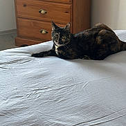 Nala participe au concours pour gagner de l'argent avec cette photo : cat, tortoiseshell_cat, pet, bed, bedroom, sheet, furniture, dresser, wooden_drawer, indoor, lying_down, looking_at_camera, whiskers, ears, paws, fur, cozy, domestic_animal, resting, curious