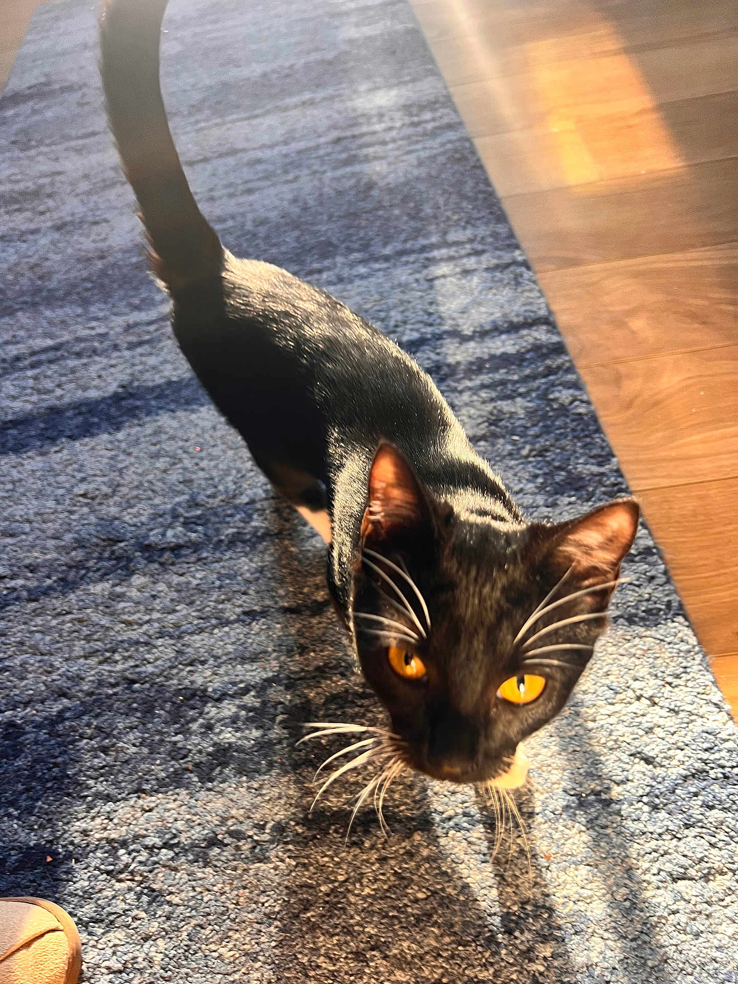 Mittens Faith is registered to the contest to win money with this photo: cat, black_and_white, amber_eyes, curious, indoor, sunlight, blue_rug, whiskers, pet, feline, home, flooring, texture, shadow, close_up, animal, domestic, walking, tail_up, sunlight_glow
