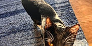 Mittens Faith is registered to the contest to win money with this photo: cat, black_and_white, amber_eyes, curious, indoor, sunlight, blue_rug, whiskers, pet, feline, home, flooring, texture, shadow, close_up, animal, domestic, walking, tail_up, sunlight_glow