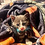 Willow Grey is registered to the contest to win money with this photo: kitten, cat, blue_collar, bell, blanket, cozy, gray_fur, white_paws, whiskers, indoor, close_up, pet, cute, fur, animal, soft_texture, resting, curious, small, young