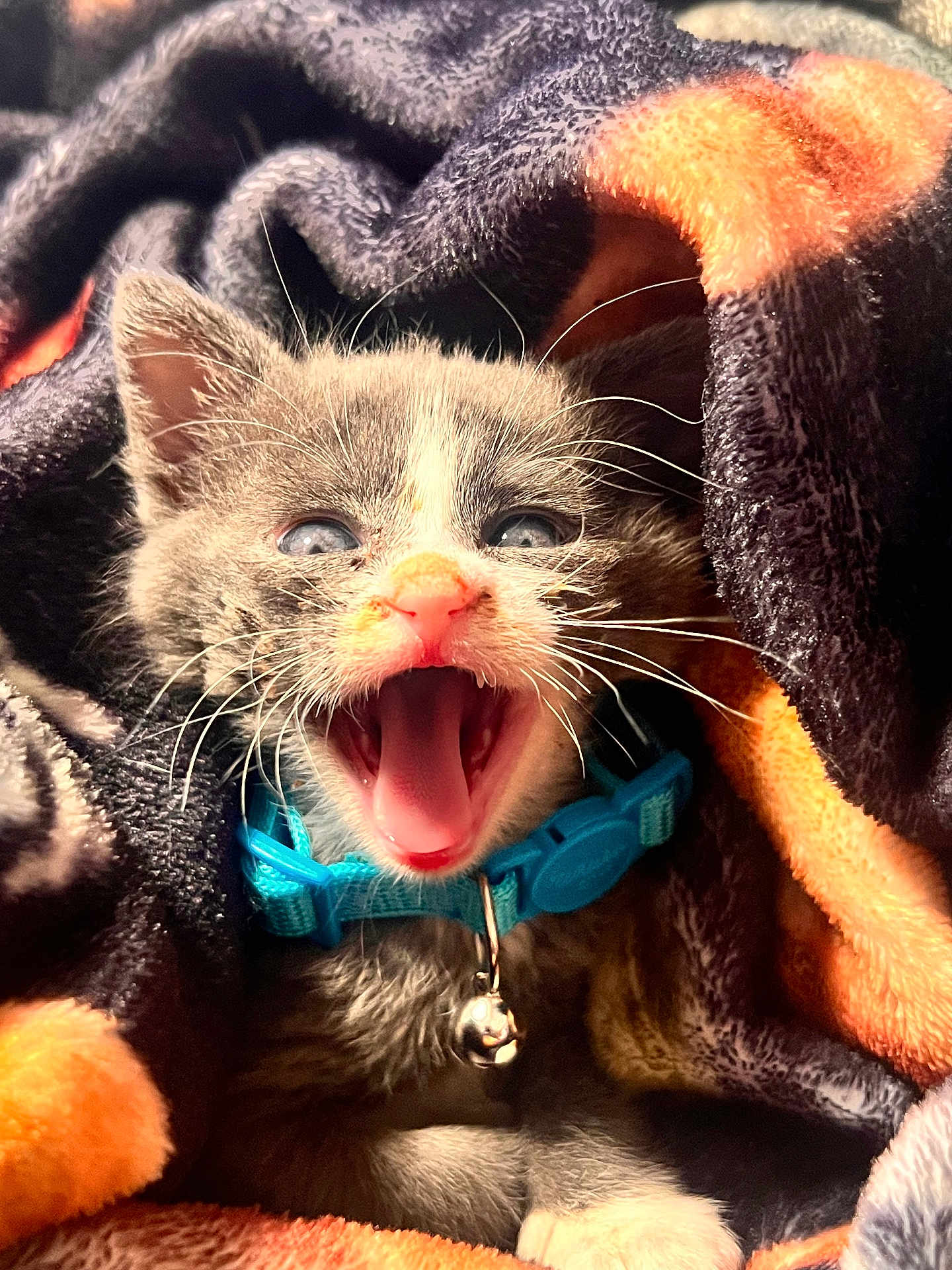 Willow Grey joined the competition — help win amazing prizes! kitten, cat, pet, animal, blue_collar, bell, blanket, cozy, fur, whiskers, mouth_open, cute, small, snuggled, indoor, paw, soft, sleepy, young, feline
