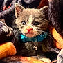 Willow Grey is registered to the contest to win money with this photo: kitten, cat, blue_collar, bell, blanket, cozy, fur, whiskers, cute, pet, animal, indoor, young, small, curious, soft, resting, face, ears, paws