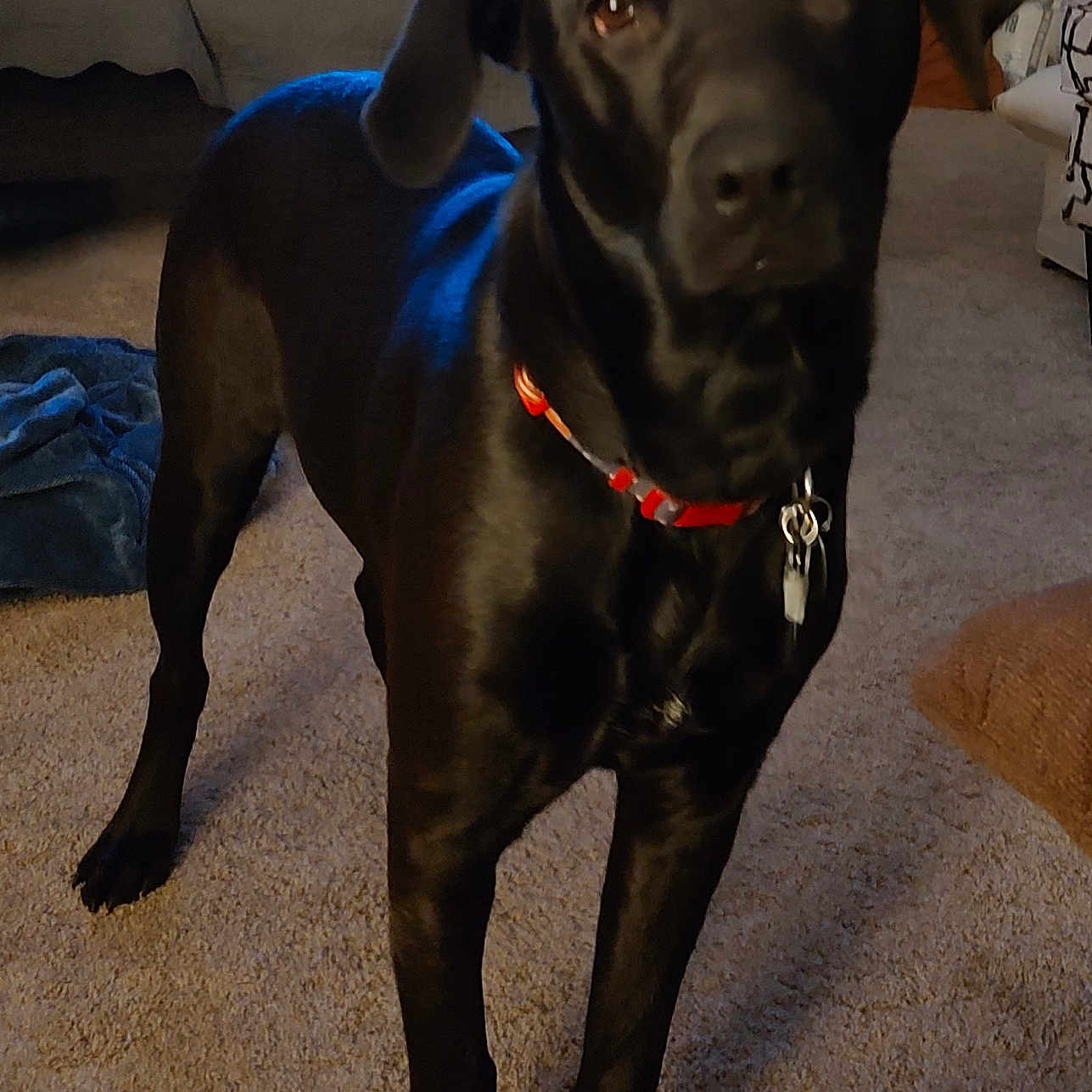 Gunner is registered to the contest to win money with this photo: animal, box, canine, couch, cushion, dog, furniture, greatdane, homedecor, hound, labradorretriever, person, pet, pointer, puppy