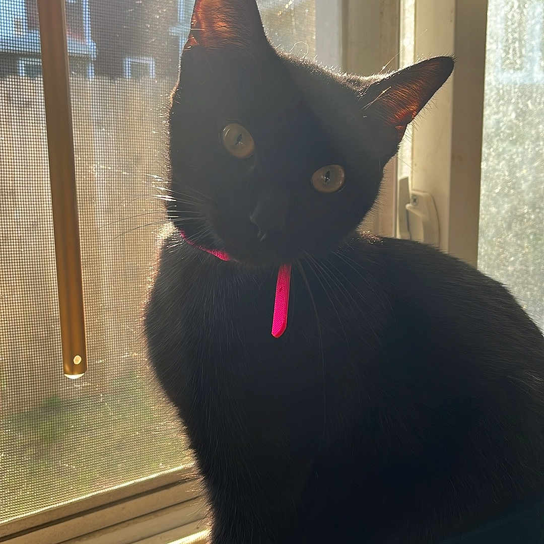 Binx joined the competition — help win amazing prizes! animal, black_cat, cat, collar, daylight, ears, eyes, face, feline, indoor, lens_flare, pet, pink_collar, reflection, screen, shadow, sitting, sunlight, whiskers, window