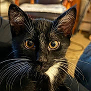 Franky joined the competition — help win amazing prizes! alert, animal, black_and_white, cat, close_up, dramatic, ears, feline, fur, golden_eyes, indoors, muzzle, nose, pet, photography, portrait, staring, tuxedo_cat, warm_lighting, whiskers