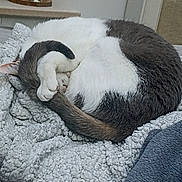 Mya a rejoint le concours — aidez-le/la à gagner de superbes lots ! cat, sleeping, curled_up, blanket, furry, tail, white, gray, cozy, indoor, resting, pet, fur, napping, soft, comfortable, home, animal, cute, relaxed