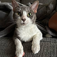 Ash is registered to the contest to win money with this photo: cat, gray_cat, white_cat, green_eyes, paws, finger, couch, blanket, indoor, pet, animal, close_up, feline, whiskers, soft_texture, relaxed, cute, domestic_cat, cozy, touch