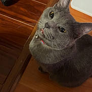 Reese is registered to the contest to win money with this photo: cat, gray_cat, pet, indoor, wooden_floor, flooring, collar, bell, blep, curious, feline, box, mountain_dew, beverage_box, chair_wheel, looking_up, domestic_animal, whiskers, ears, eyes