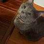 cat, gray_cat, pet, indoor, wooden_floor, flooring, collar, bell, blep, curious, feline, box, mountain_dew, beverage_box, chair_wheel, looking_up, domestic_animal, whiskers, ears, eyes