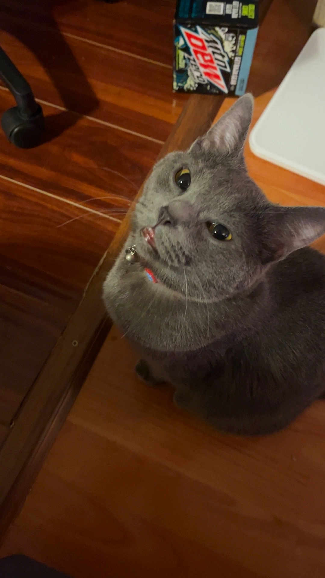 Reese is registered to the contest to win money with this photo: cat, gray_cat, pet, indoor, wooden_floor, flooring, collar, bell, blep, curious, feline, box, mountain_dew, beverage_box, chair_wheel, looking_up, domestic_animal, whiskers, ears, eyes