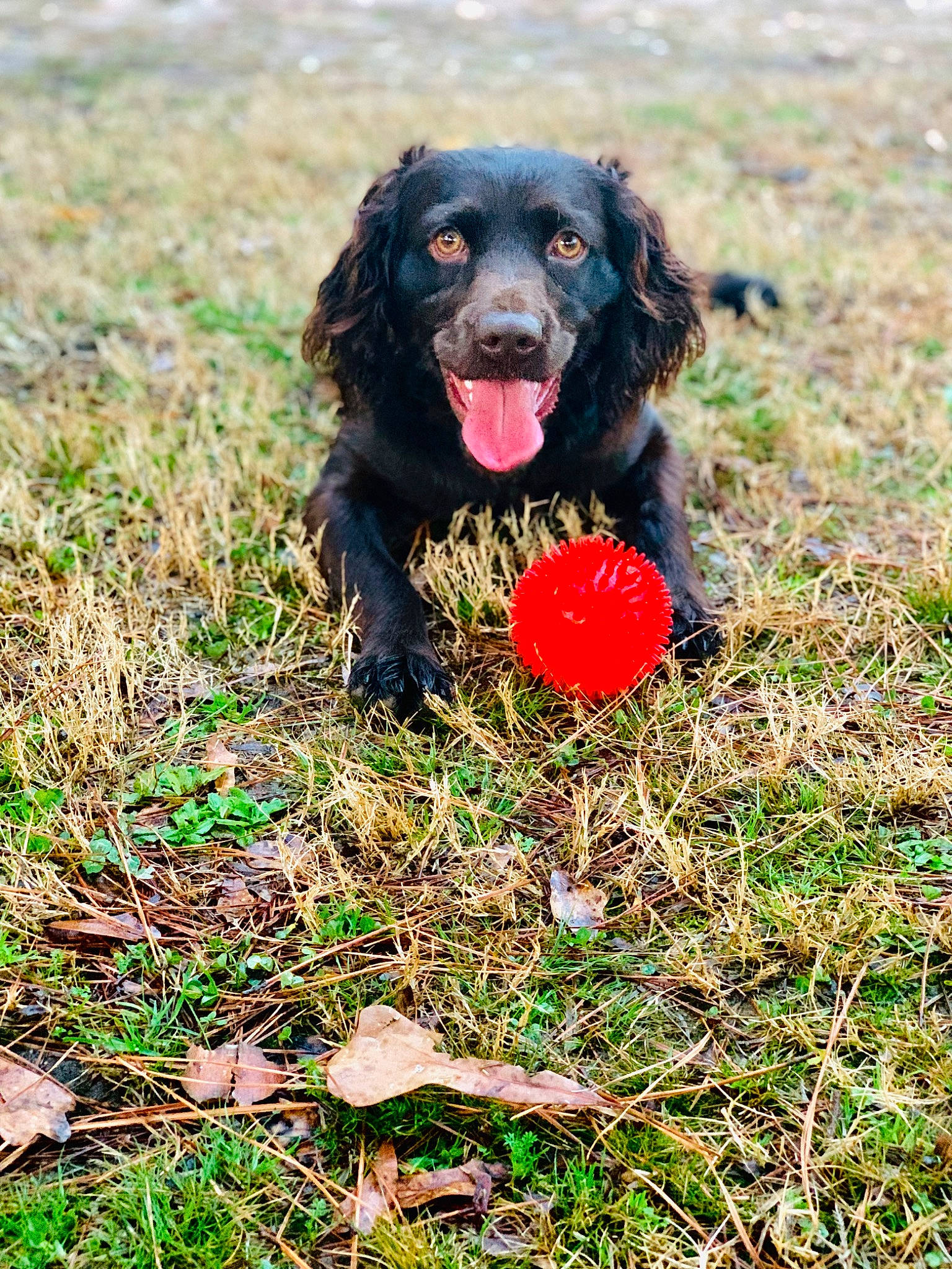 Gunner joined the competition — help win amazing prizes! ball, biting, borador, canidae, carnivore, companion_dog, dog, dog_breed, grass, gun_dog, hunting_dog, liver, plant, retriever, spaniel, sporting_group, sports, sports_equipment, working_dog