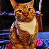 Amber Lynn joined the competition — help win amazing prizes! animal, blanket, cat, closeup, cozy, cute, domestic_cat, fur, furniture, household, indoor, living_room, mammal, orange_tabby, pet, portrait, relaxed, sitting, whiskers, yellow_eyes