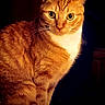 Amber Lynn joined the competition — help win amazing prizes! animal, cat, closeup, curious, cute, domestic, ears, eyes, feline, fur, furry, indoor, looking, mammal, orange_tabby, pet, portrait, sitting, whiskers, white_paws