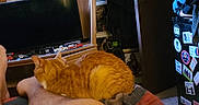 Amber Lynn is registered to the contest to win money with this photo: bed, blanket, cabinet, cat, clothing, door, furniture, indoor, leg, orange_cat, person, photographs, pill_bottles, relaxation, room, shelf, stickers, television, wall, wreath