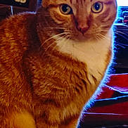 Amber Lynn joined the competition — help win amazing prizes! animal, background, bed, cat, close_up, cozy, curious, domestic, ears, eyes, feline, fur, household, indoor, orange_tabby, pet, screen, sitting, tail, whiskers