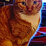 animal, background, bed, cat, close_up, cozy, curious, domestic, ears, eyes, feline, fur, household, indoor, orange_tabby, pet, screen, sitting, tail, whiskers