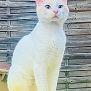 White participe au concours pour gagner de l'argent avec cette photo : abyssinian, angora, animal, architecture, building, cat, face, furniture, grass, head, kitten, manx, person, pet, photography, plant, portrait, siamese, text, wood