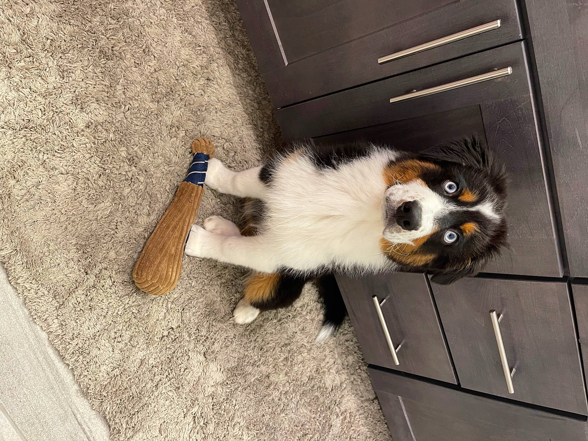 Bauer is registered to the contest to win money with this photo: canidae, carnivore, cat, companion_dog, dog_breed, domestic_short_haired_cat, fawn, felidae, flooring, fur, mammal, road_surface, small_to_medium_sized_cats, snout, sporting_group, tail, vertebrate, whiskers, window, wood