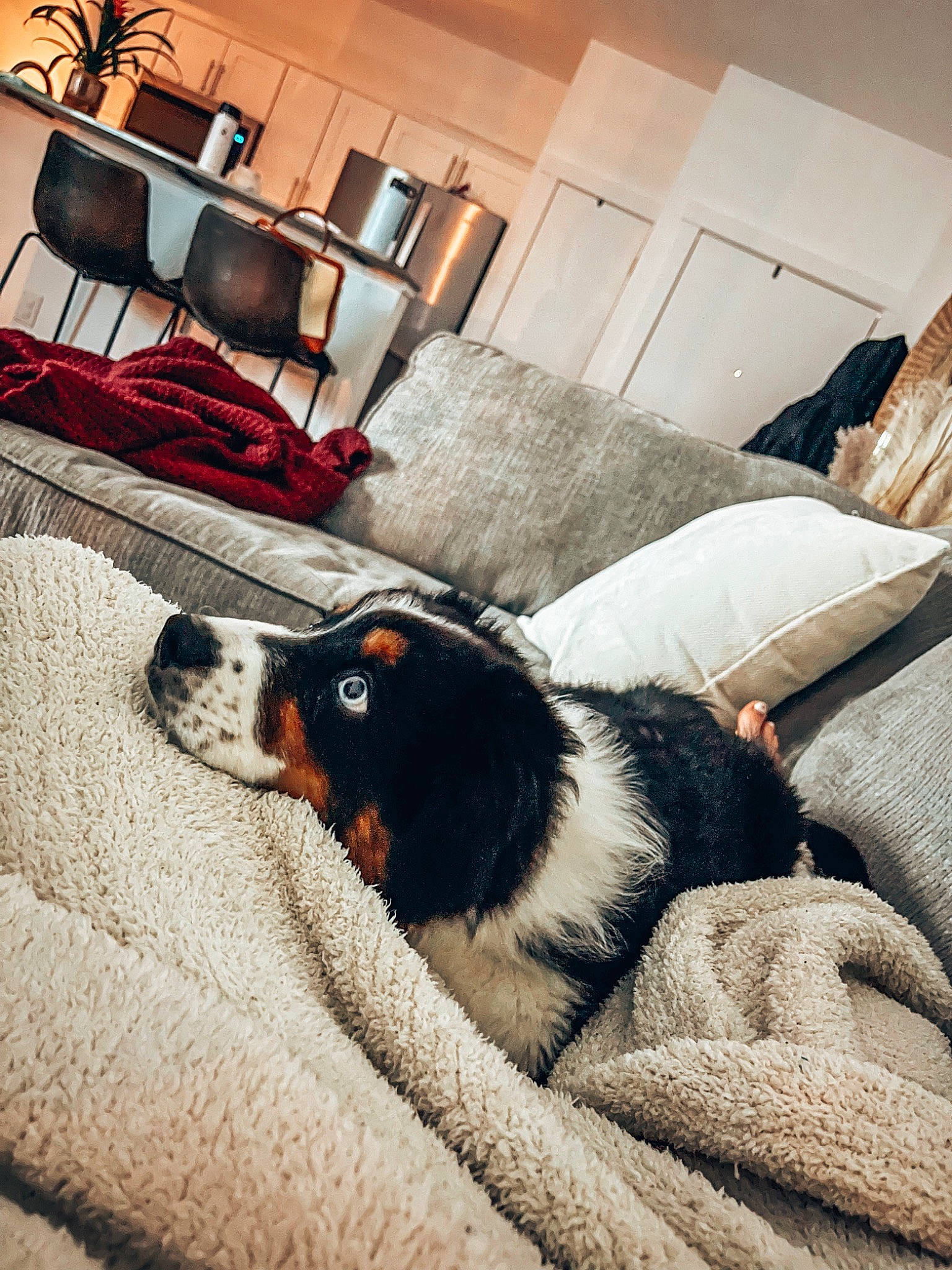 Bauer joined the competition — help win amazing prizes! carnivore, comfort, companion_dog, couch, dog, dog_breed, floor, flooring, grey, hardwood, house, interior_design, lamp, living_room, picture_frame, snout, textile, tints_and_shades, wood, working_animal