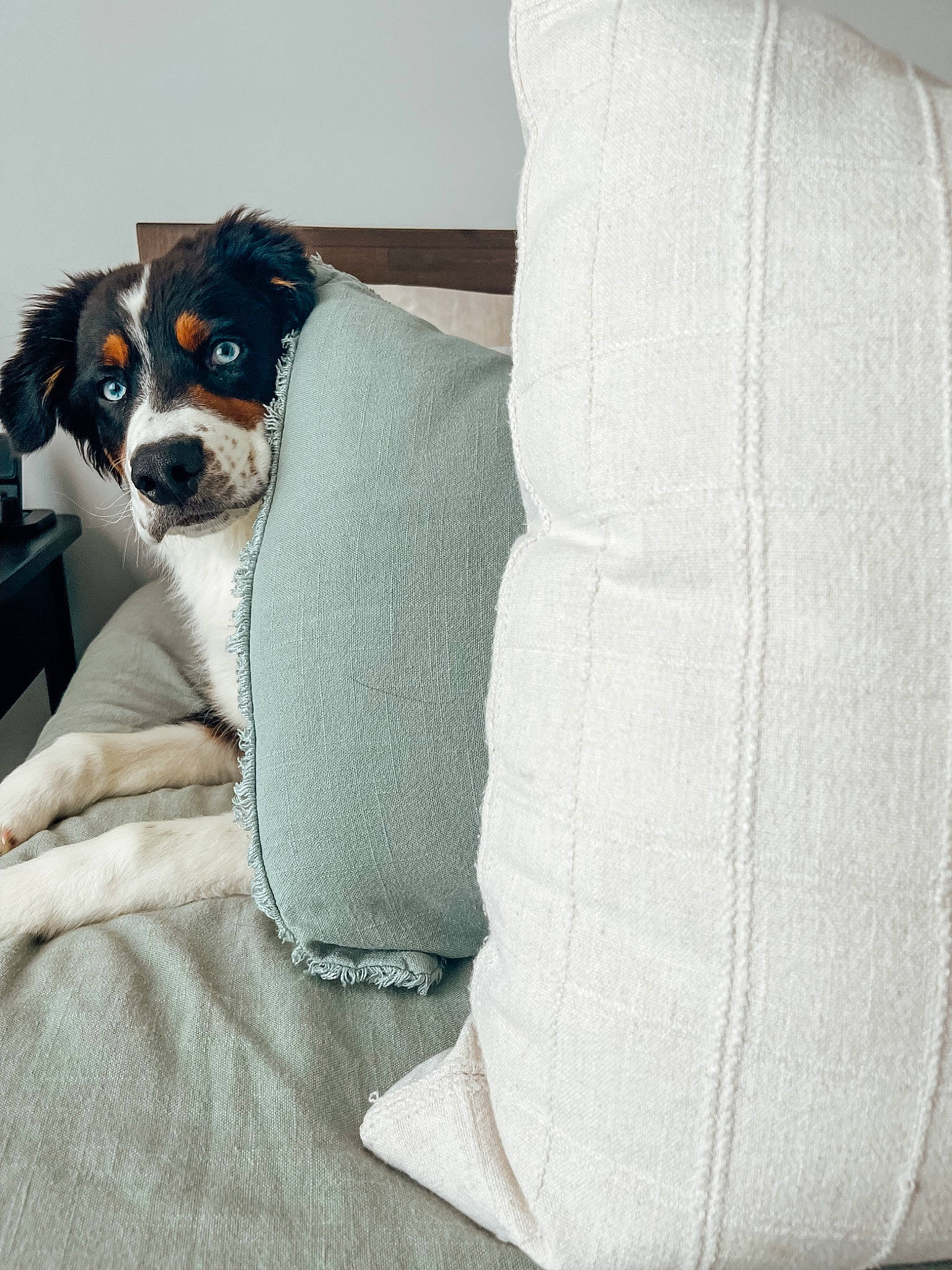 Bauer is registered to the contest to win money with this photo: bored, canidae, carnivore, club_chair, comfort, companion_dog, couch, dog, dog_breed, dog_supply, grey, linens, non_sporting_group, pillow, puppy, sleeve, slipcover, sporting_group, toy_dog, working_animal