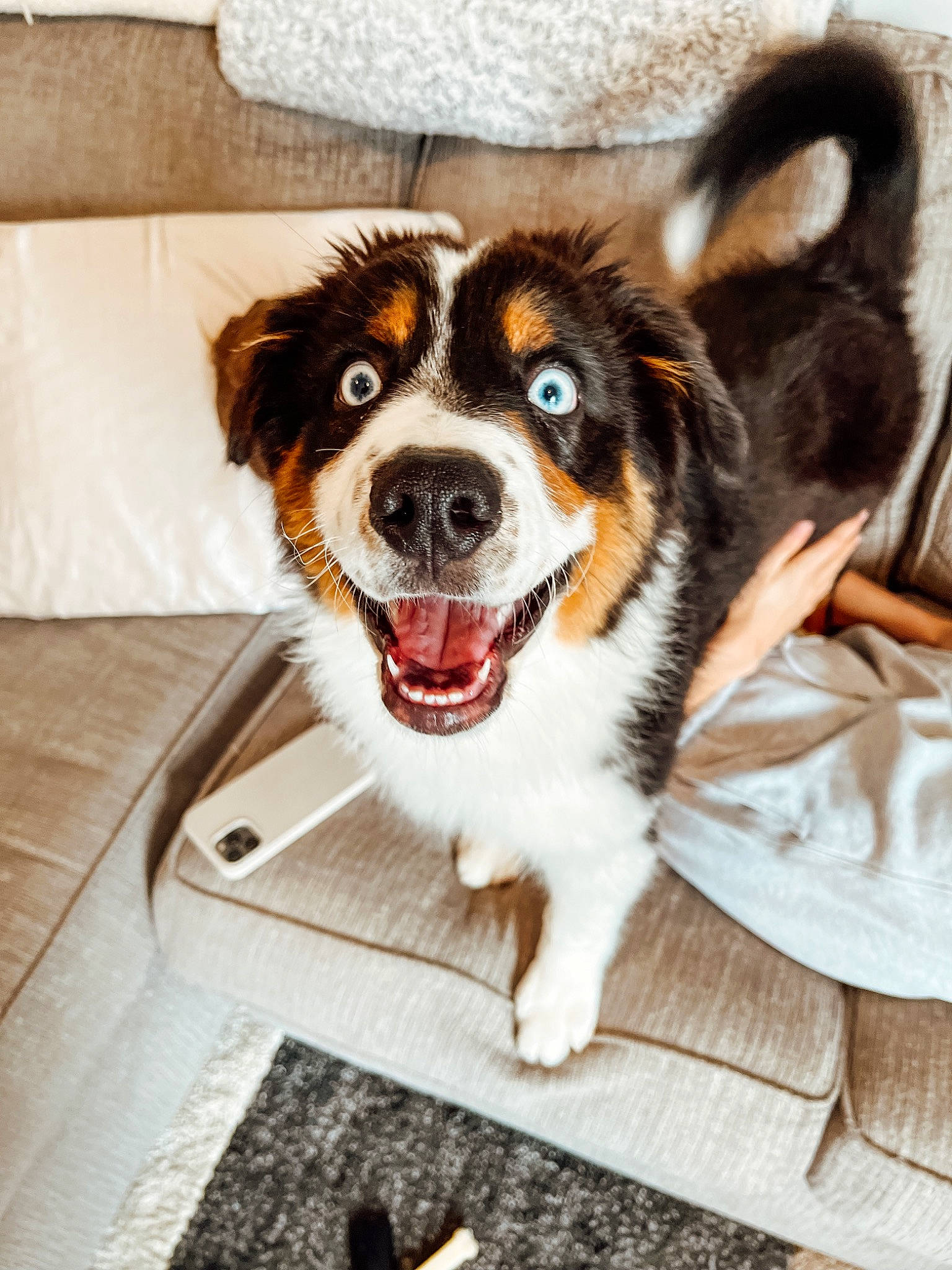 Bauer is registered to the contest to win money with this photo: canidae, carnivore, collar, companion_dog, dog, dog_breed, dog_collar, dog_supply, door, fawn, flooring, fur, smile, snout, sporting_group, toy_dog, whiskers, window, wood, working_animal