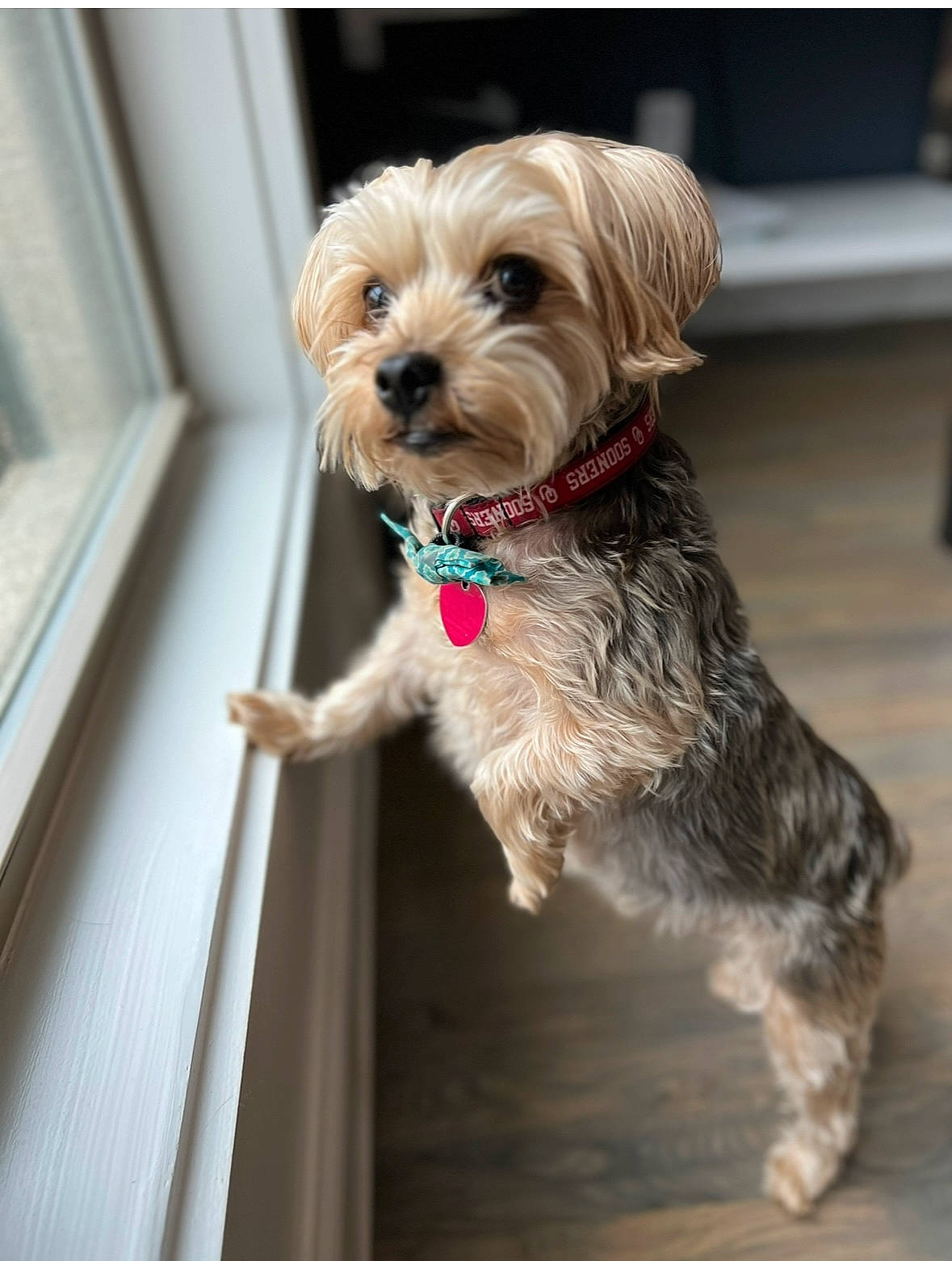 Lucky is registered to the contest to win money with this photo: canidae, carnivore, collar, companion_dog, dog, dog_breed, dog_collar, dog_supply, fawn, fur, leash, liver, small_terrier, snout, sporting_group, terrier, toy_dog, wood, working_animal, yorkipoo
